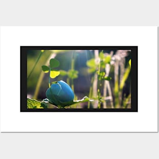 Cracked Blue Bird Egg on a Leaf Posters and Art